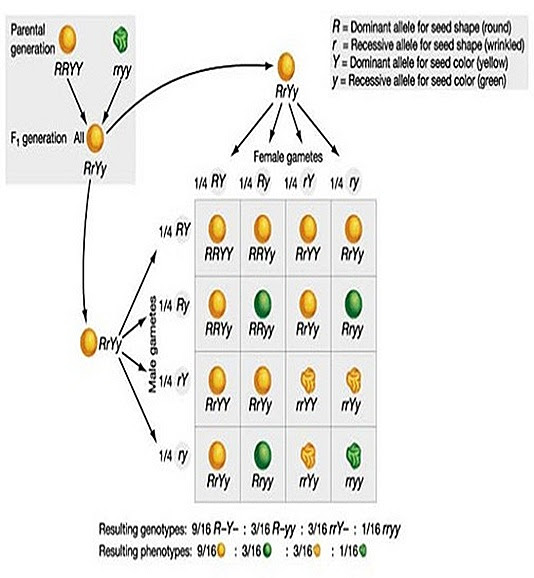 cross pollination of a parental generation These true-breeding plants served as the parental generation in mendel’s experiments the spaces provided: cross-pollination, f1, f2, p, self-pollination. cross pollination of a parental generation These true-breeding plants served as the parental generation in mendel’s experiments the spaces provided: cross-pollination, f1, f2, p, self-pollination.